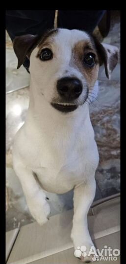 Вязка собак джек рассел