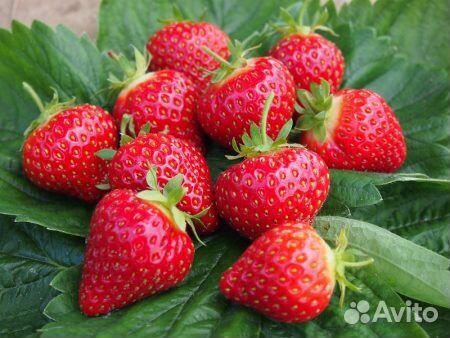 Усы клубники