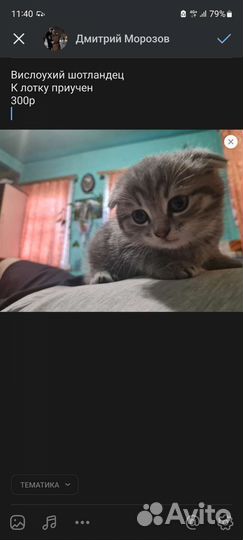 Шотландский вислоухий