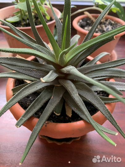 Фиалка. Хавортия