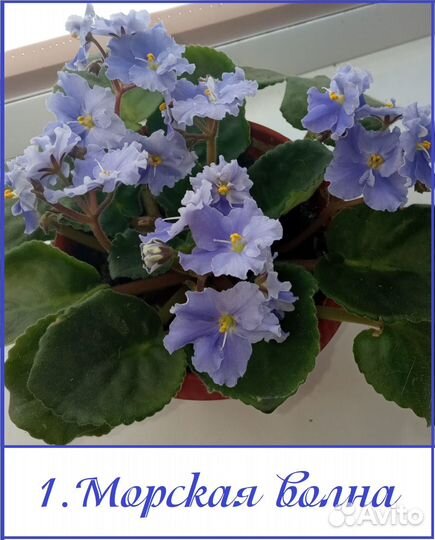 Фиалки разные сорта