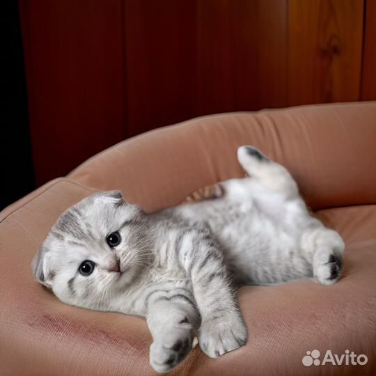 Шотландская вислоухая