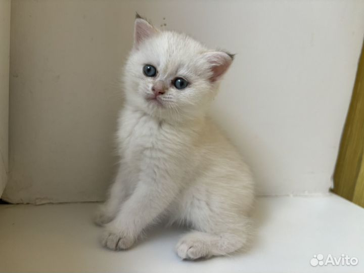 Шотландские котята белые