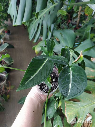 Филодендроны и другие ароидные