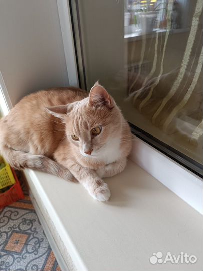 Кошка в дар бесплатно