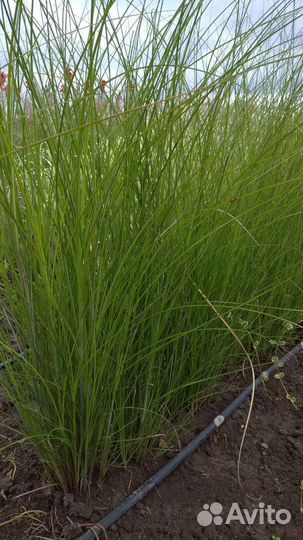 Декоративные злаки