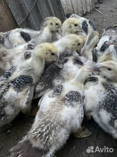 Индоутки, утята от 1 мес