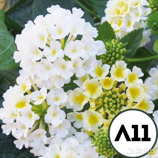 Саженцы лантаны