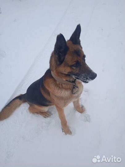 Продам щенков немецкой овчарки