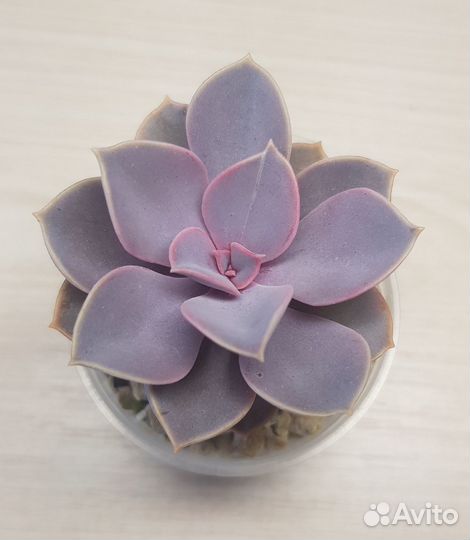 Суккуленты