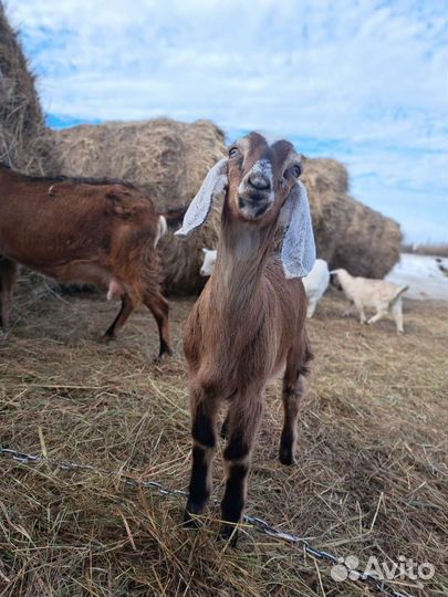 Катание на лошадях