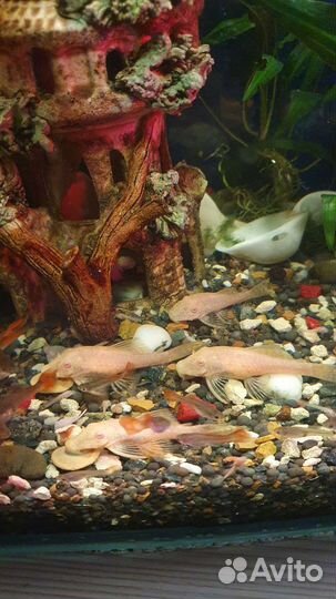 Аквариумные рыбки, сомики анцитрусы