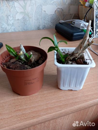 Дендробиум фаленопсис. Цвет сюрприз. Малыши