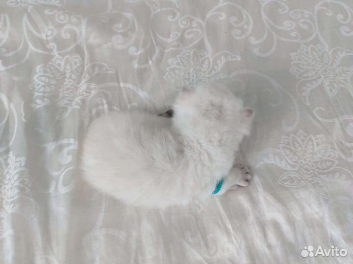 Британские котята