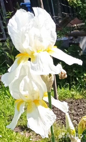 Ирисы бородатые сортовые