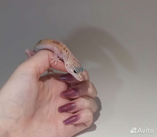 Эублефары 2023