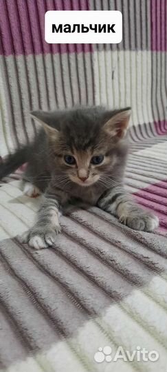 Британские котята