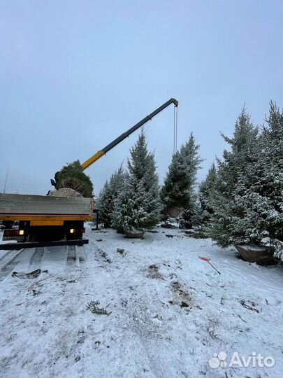Ель крупномер 7,6 m
