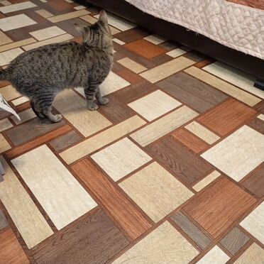 Европейский короткошёрстный, взрослый кот