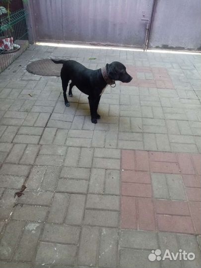 Собака в добрые руки отдам бесплатно