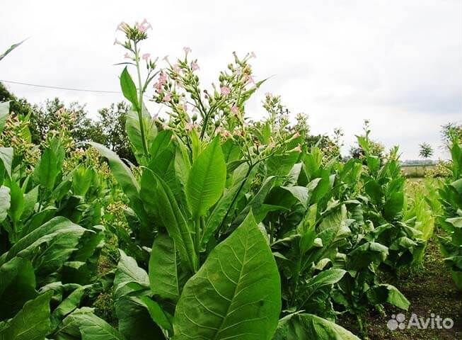 Семена табака