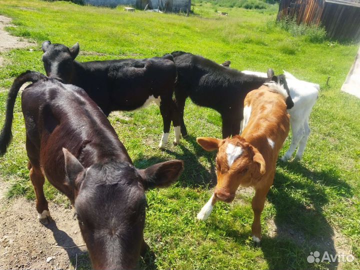 Телята и коровы
