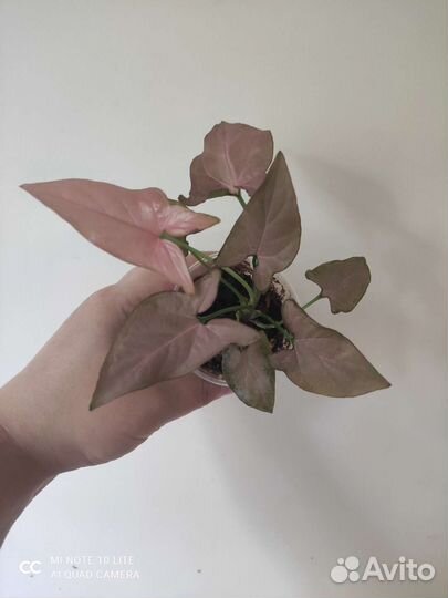 Сингониумы