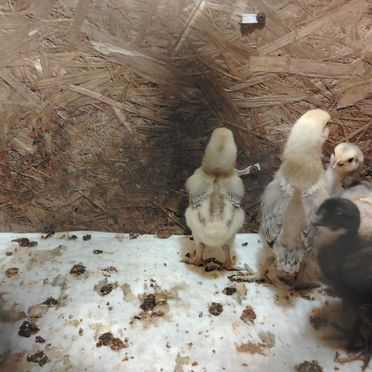 Домашняя птица и помесные кролики