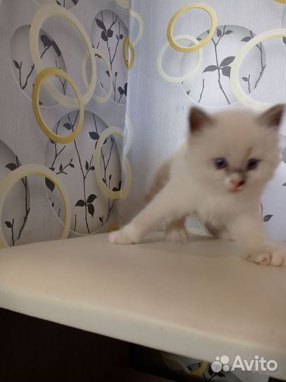 Котята невской маскарадной