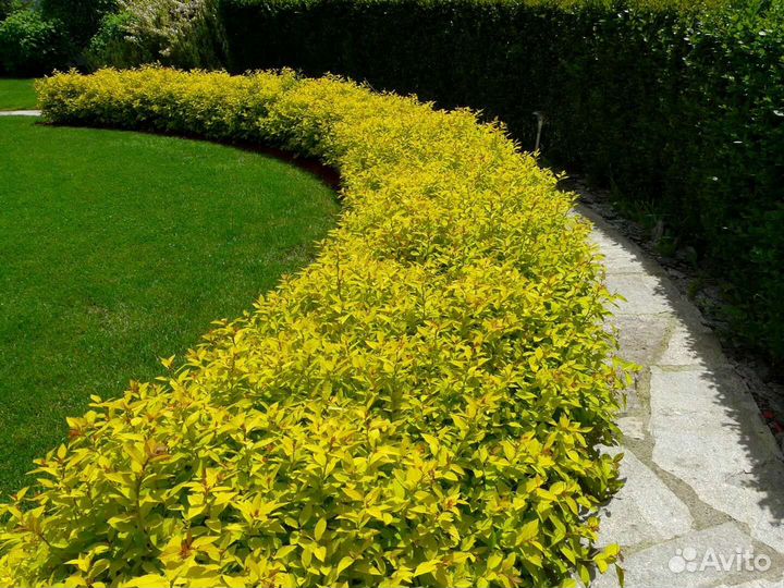 Саженцы спиреи