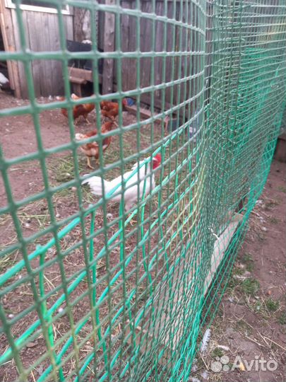 Молодые петушки