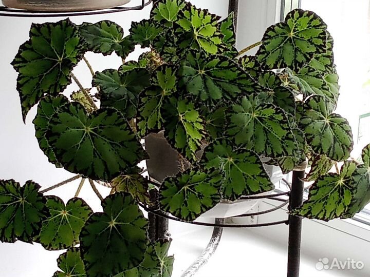 Цветы комнатные разные