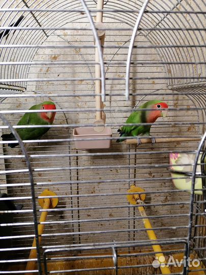 Попугай неразлучники пара