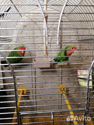 Попугай неразлучники пара
