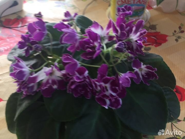 Фиалка сортовая