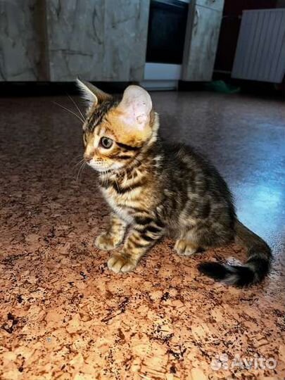 Бенгальский котенок мальчик