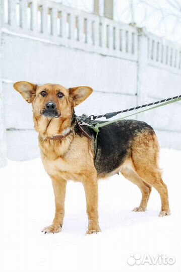 Собака Забава ищет дом