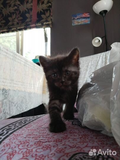 Котята ищут любящих хозяев