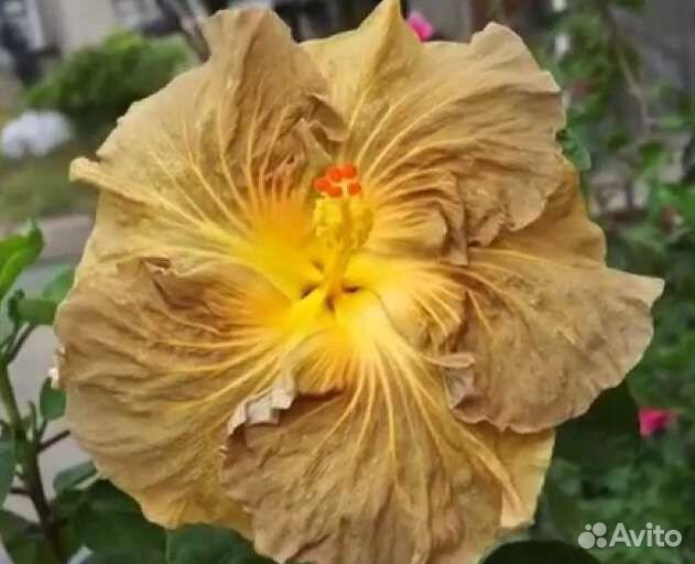 Гибискус AnDu Sugar Plum и Coy beauty, Chis