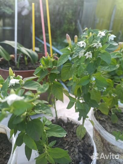 Перец мини комнатный острый