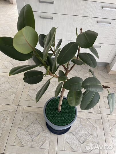 Фикус каучуконосный