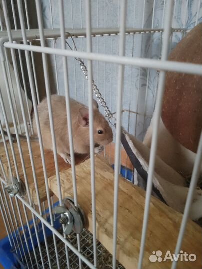 Отдам в добрые руки