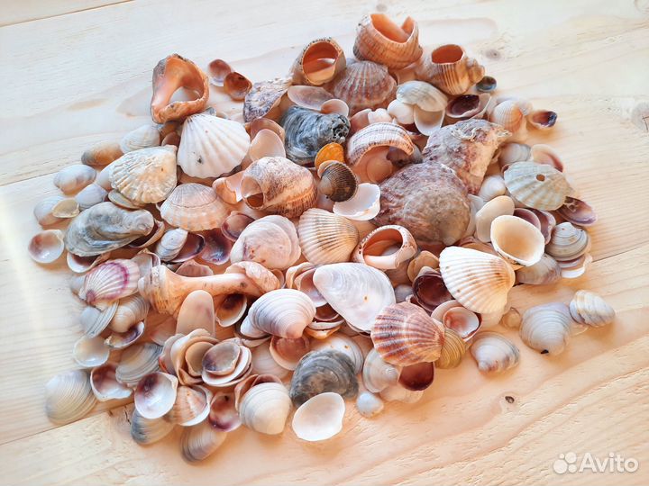 Морские ракушки. Набор для творчества. Вес 300гр