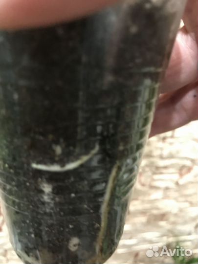 Филодендрон Кобра