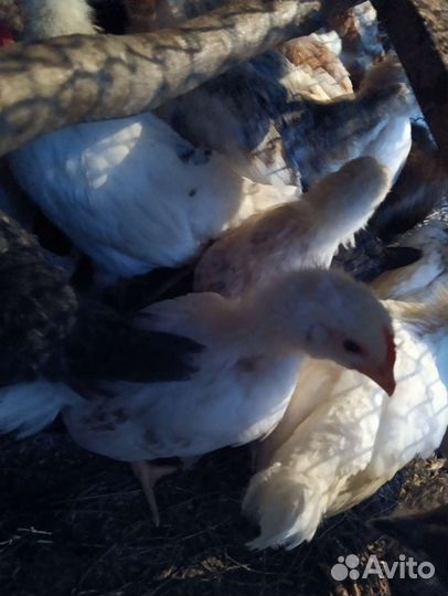 Цыплята (брама)