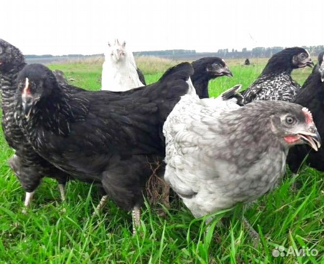 Куры молодки несушки Куры от нас - яйца у вас