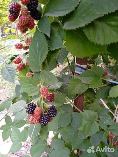 Саженцы ежемалины