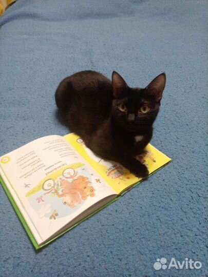 Молодая веселая кошка