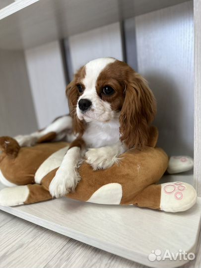 Кавалер кинг Чарльз спаниель