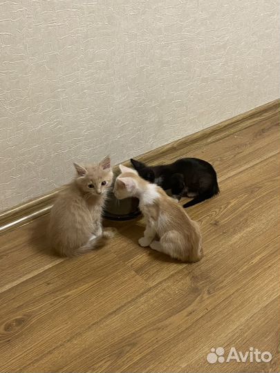 Котенок девочка